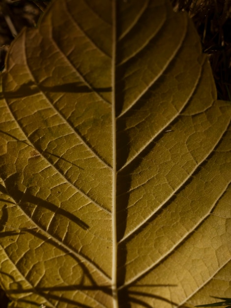 Dried autumn leaf