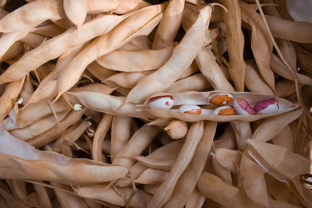 Dried bean pods with beans inside Organic farming concept