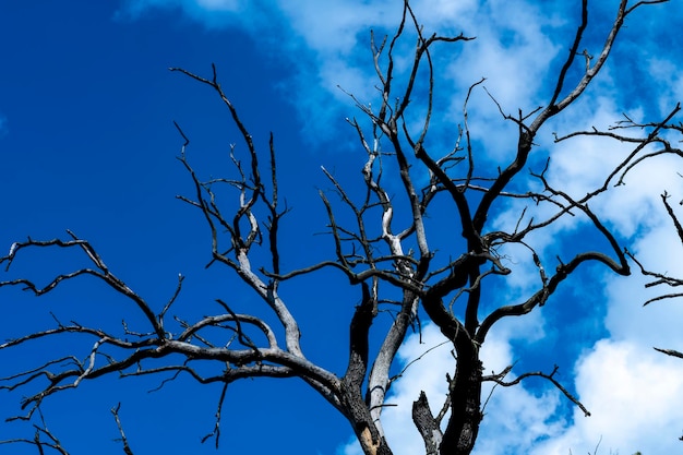 Dried beautiful tree against the blue sky dead tree