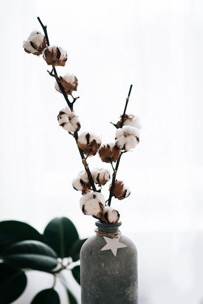 Dried beautiful white fluffy cotton on white wood background with copy space.Cotton is a soft fibrous substance of  a tropical plant and is used as textile fiber,thread for sewing and making cloth.