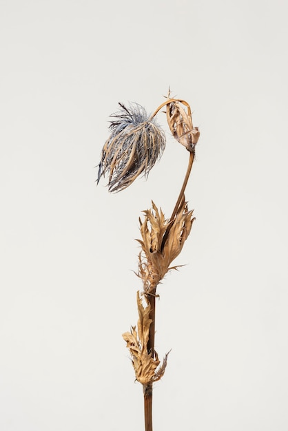 Photo dried blue thistle flower on a gray background