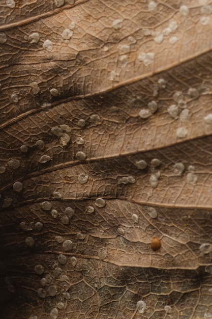 Dried Bodhi leaf textured background