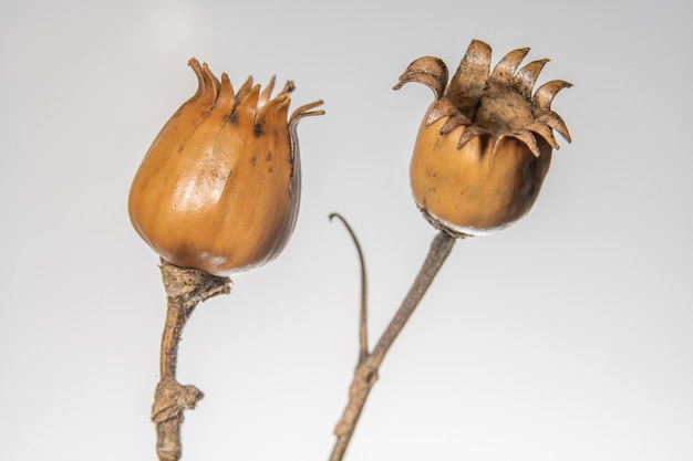 Dried boxes of wild poppy