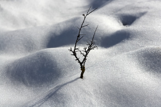 dried branch lonely tree metaphor snow winter dunes desert