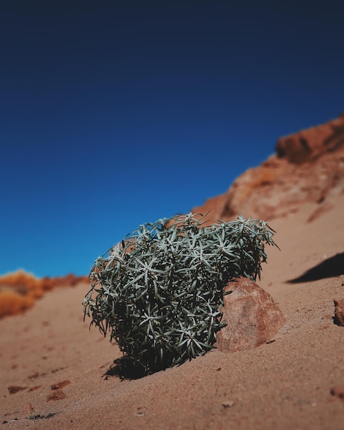 Photo dried bush on sand at atacama desert against clear blue sky