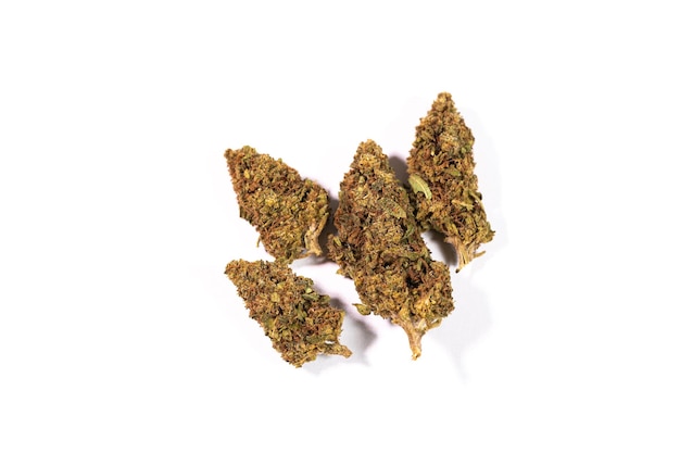 Dried cannabis buds on white background