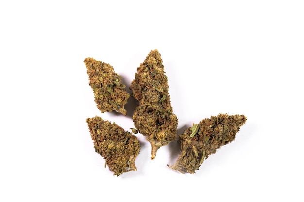 Dried cannabis buds on white background