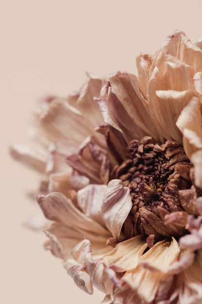 Dried chrysanthemum flower on a beige background