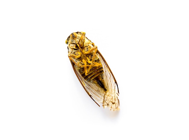 Dried cicada isolated on a white background