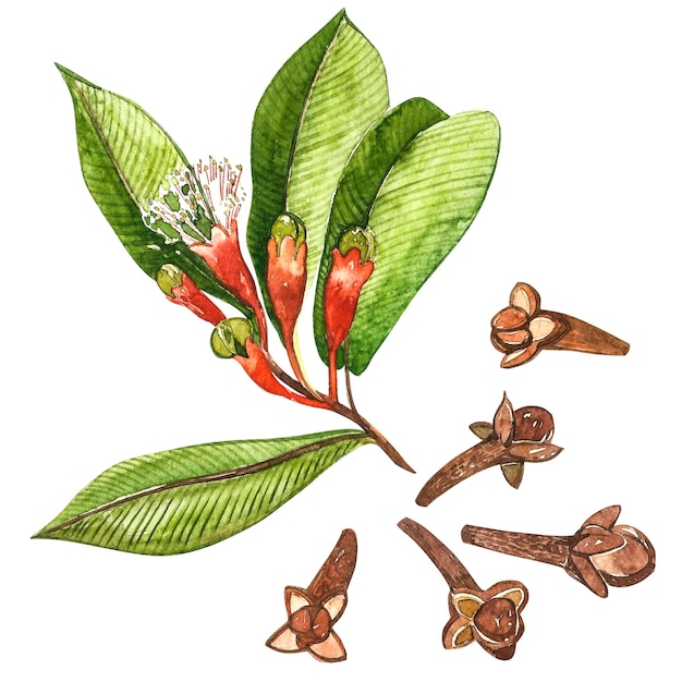 Dried Cloves botanical illustration of flowers and leaves. Collection of tonic and spicy plants.