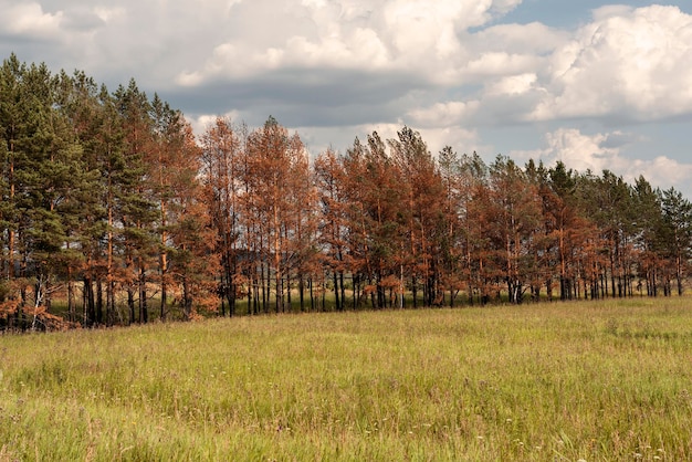 Dried coniferous yellow needle pine trees burnt trunks recovering after abnormal heat drought fire