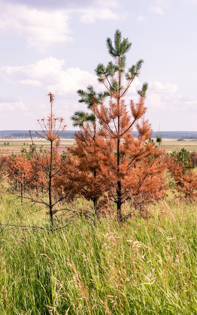 Dried coniferous yellow needle pine trees burnt trunks recovering after abnormal heat drought fire