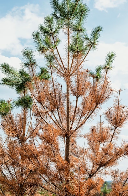 Dried coniferous yellow needle pine trees burnt trunks recovering after abnormal heat drought fire