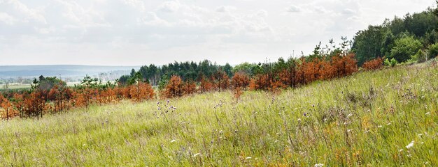 Dried coniferous yellow needled pine trees burnt trunks after abnormal heat and drought or fire