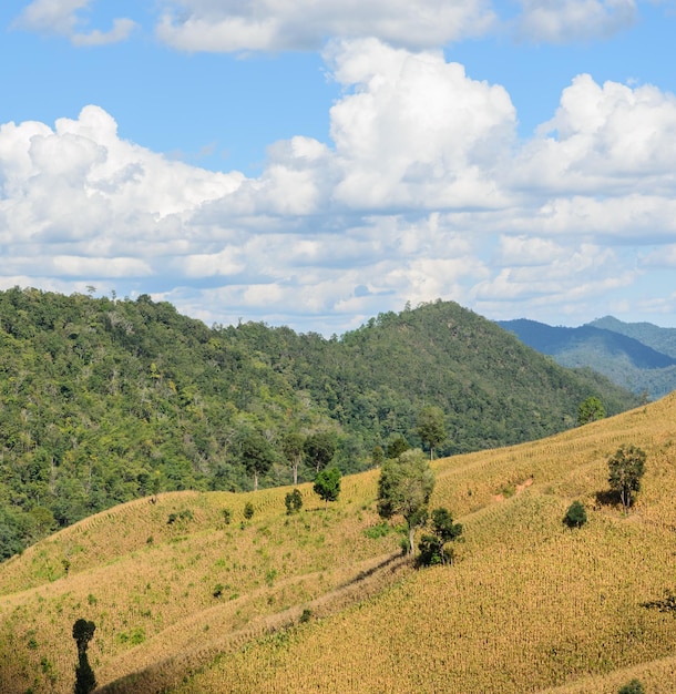 Dried corn terrace field against mountain ranges in Thailand