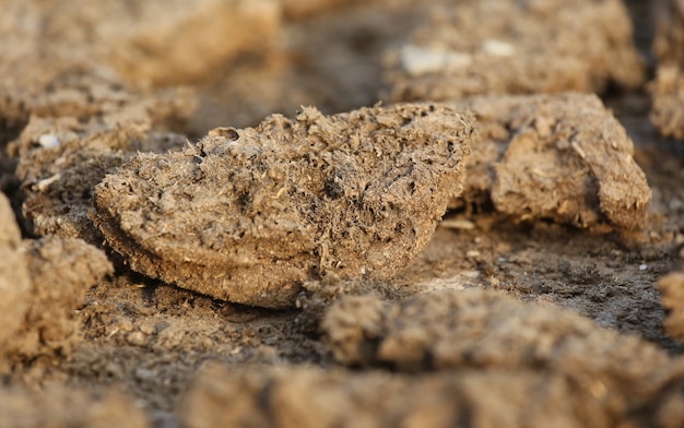 Dried cow dung for cheap fuel