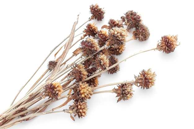 Dried Craspedia Flowers Isolated In Transparent Background