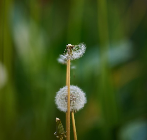 Dried dandelion on a green background macro