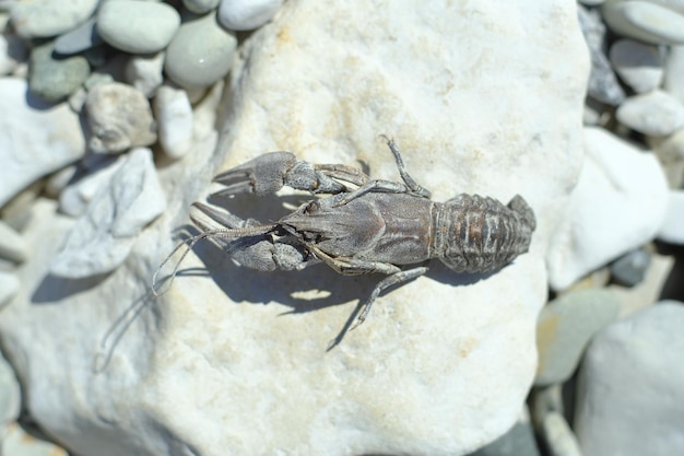 Dried dead river crayfish on a rock