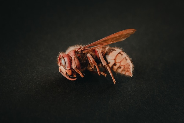 Dried European hornet isolated on back background