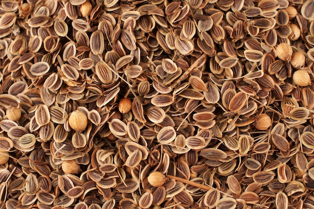 Dried fennel seeds