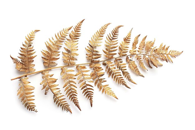 Dried Fern Leaves Isolated In Transparent Background