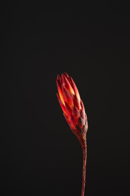 Dried flower protea on a dark background