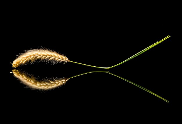 Photo dried flower of tail grass plant