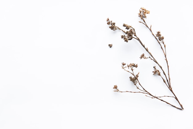 Dried flower twig