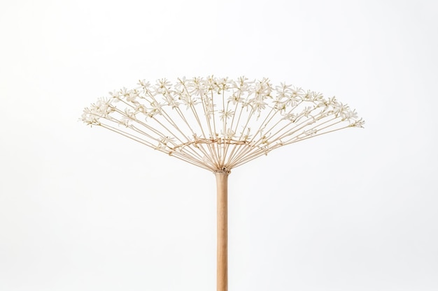 Dried Flower Umbrella on White Background