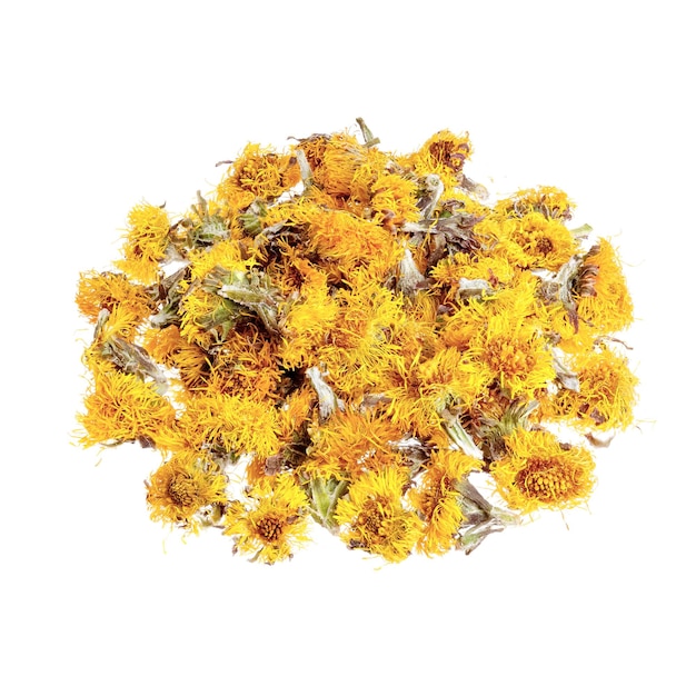 Dried flowers coltsfoot Tussilago farfara isolated on white