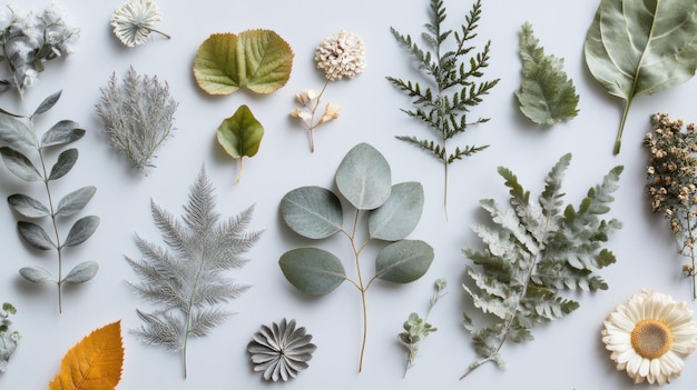 Photo dried flowers and leaves arranged on white background