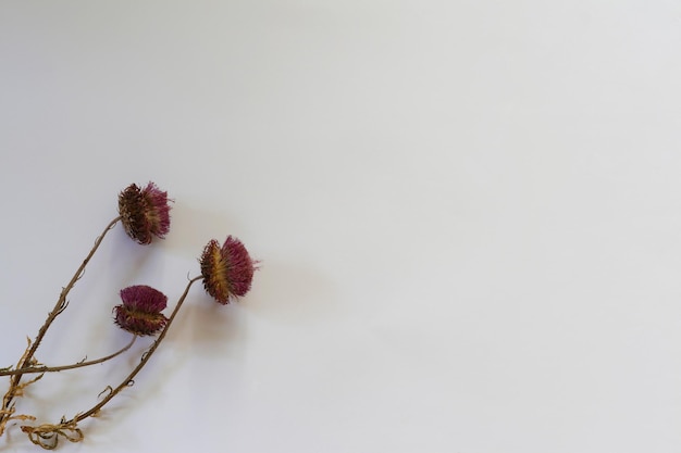 Dried flowers on a white background