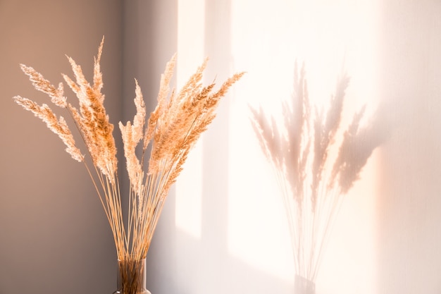 Dried flowers wiht shadows against a light wall