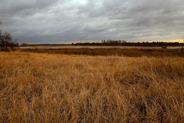 Dried grass