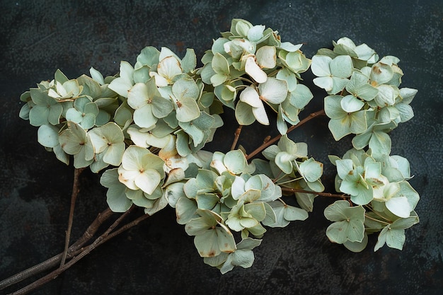 Photo a dried hydrangea bunch pale green and white viewed from above on a dark background the flowers a