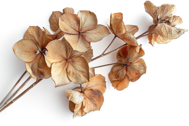 Dried Hydrangea Flowers Isolated In Transparent Background