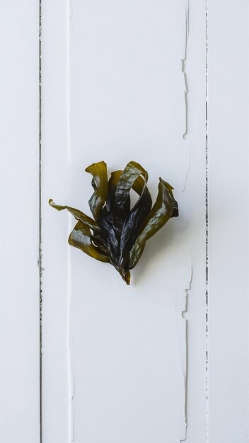 Photo dried kombu isolation on white background