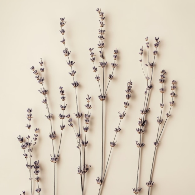 Dried Lavender Sprigs on a Beige Background Minimalist Botanical Photography