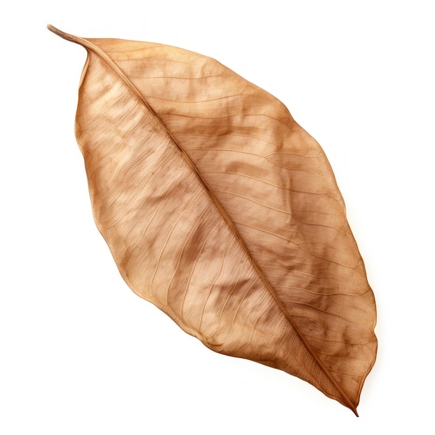 Dried Leaf on White Background AI Generated