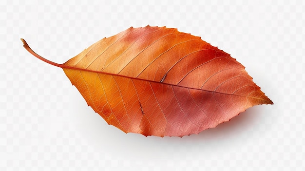 Dried leaf