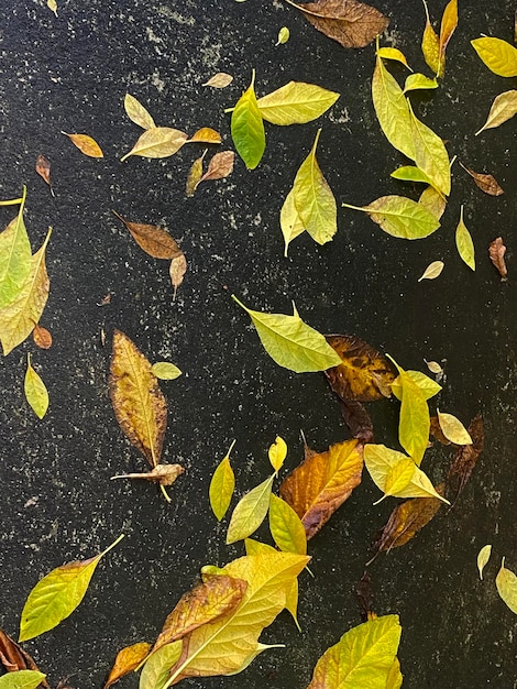 Dried leaves on floor background