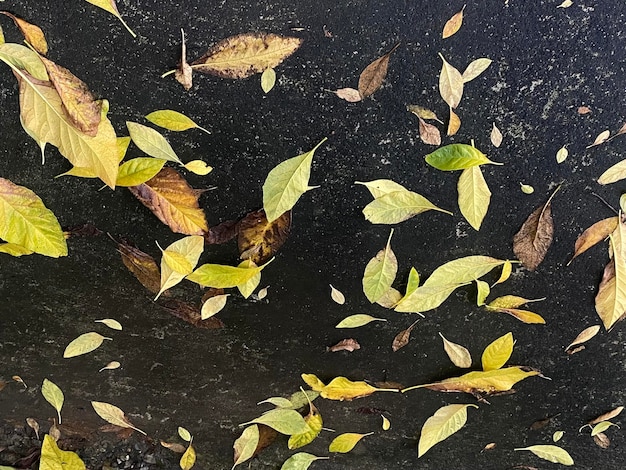 Dried leaves on floor background