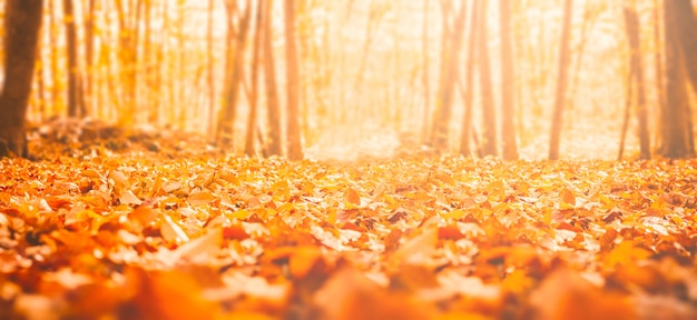 Dried leaves from an autumn forest