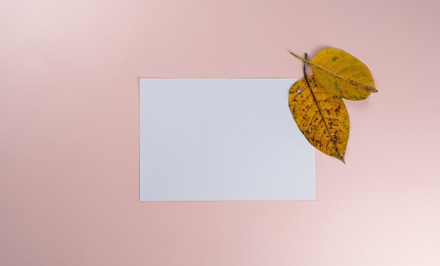 Dried leaves with a white note on pick background