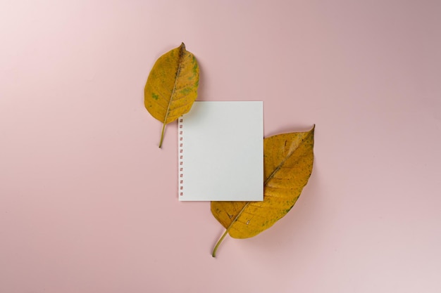 Dried leaves with a white note on pick background