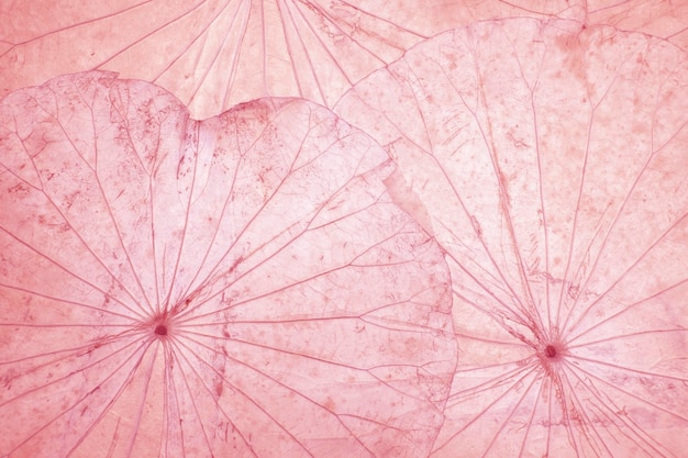 Dried Lotus leaf pink pattern for background