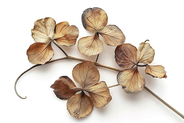 Dried Lunaria Seed Pods Isolated In Transparent Background