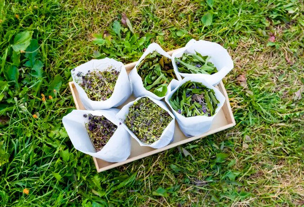 Dried medical herbs in the summer garden