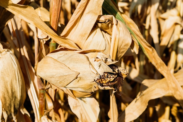 Dried out corn field in Germany autumn sunny day a blue sky